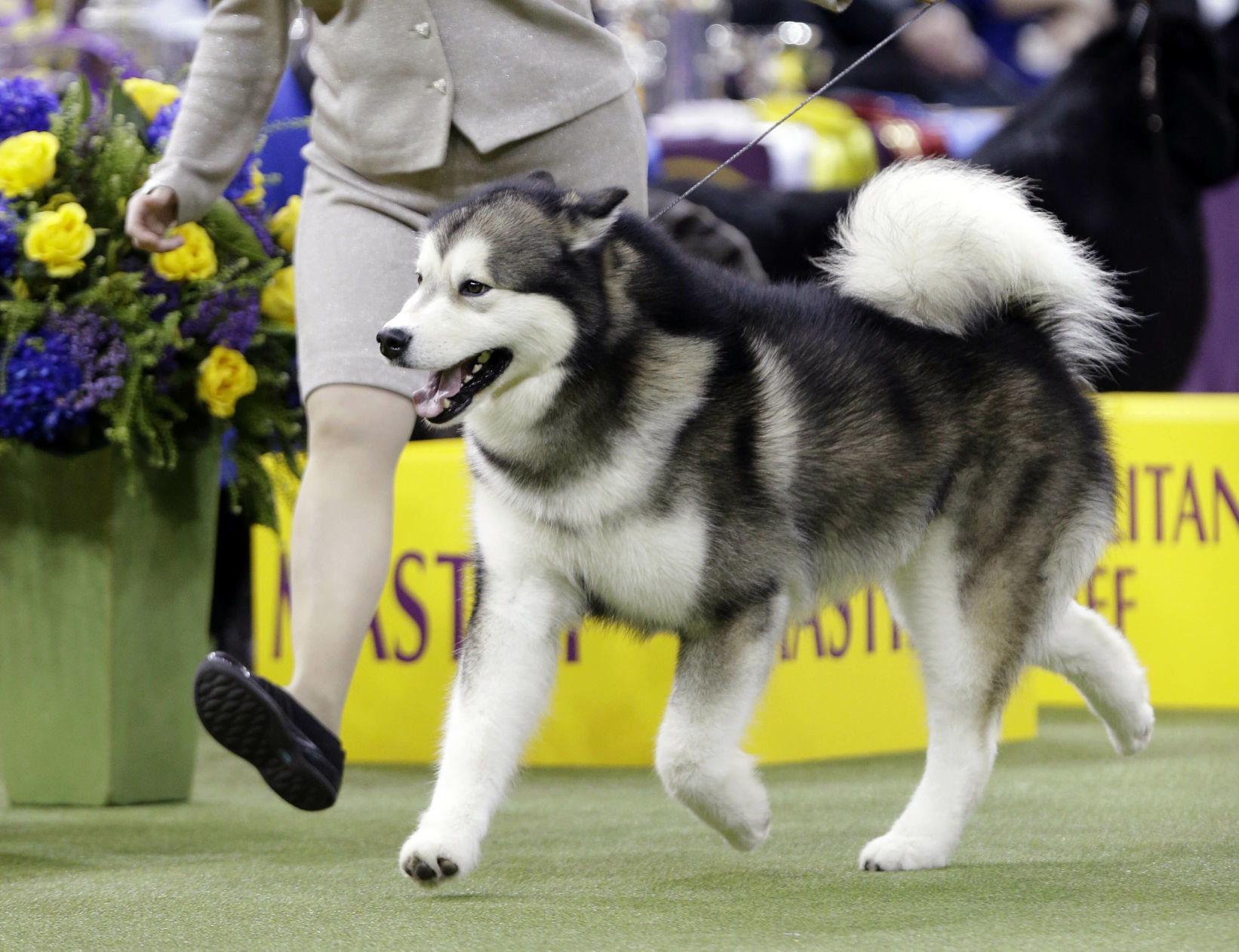 Westminster Dog Show